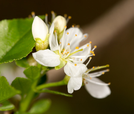 white flowers on the tree in natureの写真素材