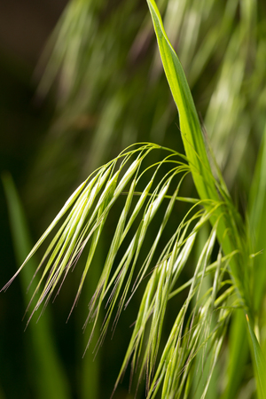 ears of grass on natureの写真素材