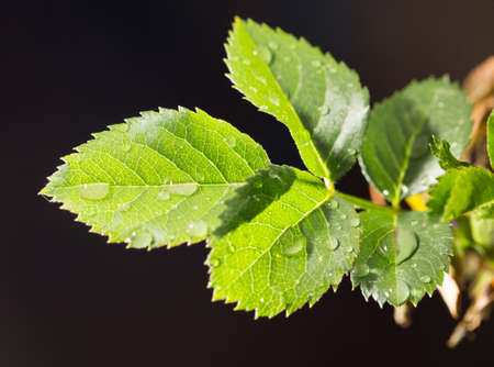 beautiful leaves on the bush after rain on nature springの写真素材
