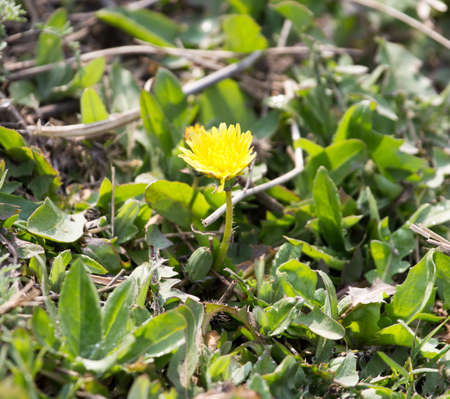 yellow dandelion on nature