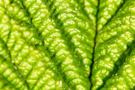 Raspberry leaves