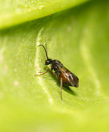 fly on a green leaf in nature. close-upの写真素材