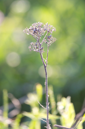 dry thorn in natureの写真素材