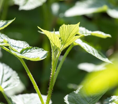 Beautiful branch with green leaves of raspberryの写真素材