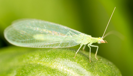 Green leaves taken lacewing flies, close-up imagesの写真素材