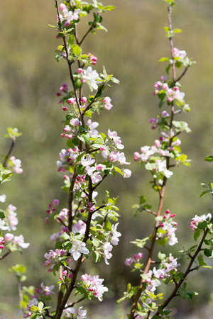 Beautiful flowers on the branches of apple treesの写真素材
