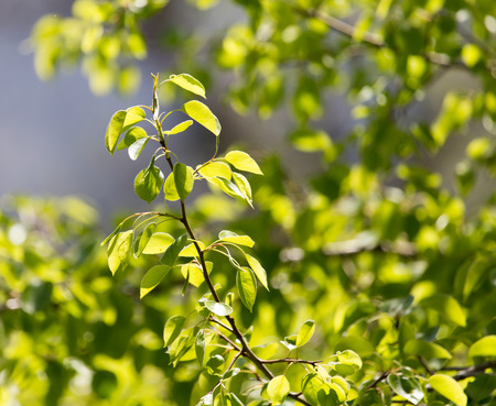 Beautiful leaves on the tree in nature
