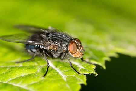 Fly on a green leaf. closeの写真素材