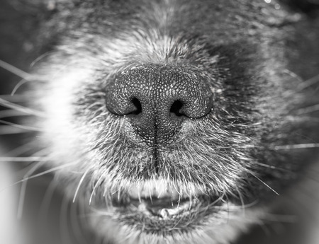 Dog's noseの写真素材