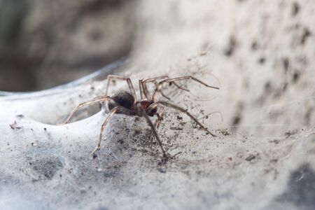 Spider in the basementの写真素材