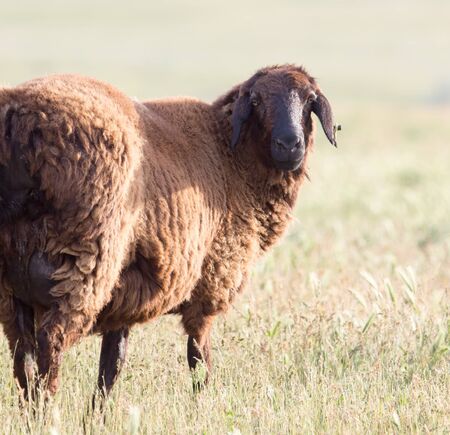 Sheep in the pastureの写真素材