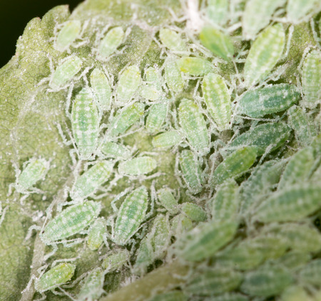Aphids on a green leaf. の写真素材