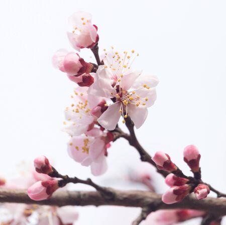 Beautiful flowers on a tree in springの写真素材