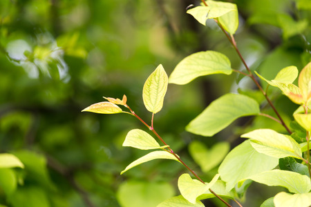 beautiful leaves on the tree in natureの写真素材