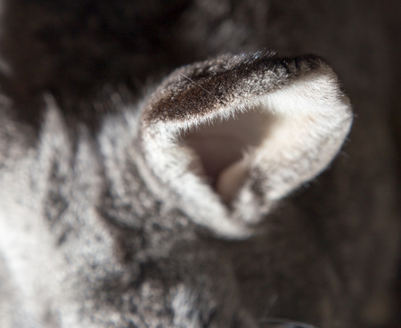 Rabbit earの写真素材