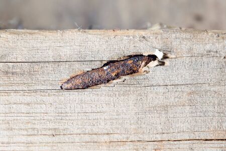 a nail into a boardの写真素材