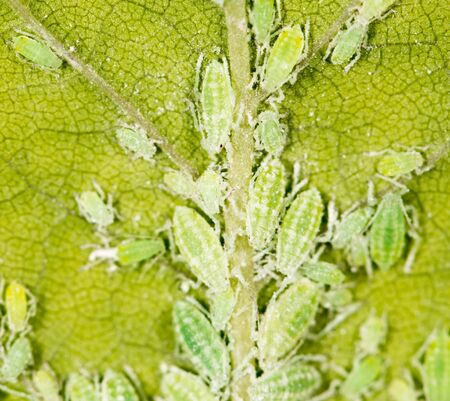 Aphids on a green leaf. の写真素材