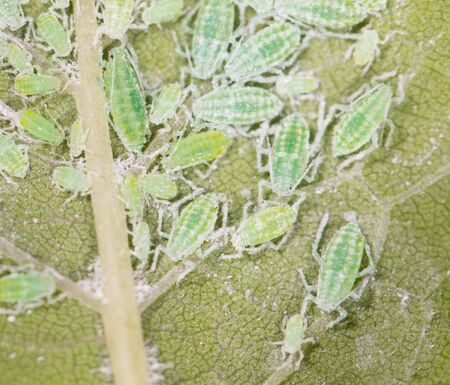 Aphids on a green leaf. 