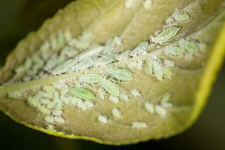 aphids on a green leaf. closeの写真素材