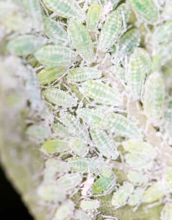 Aphids on a green leaf. の写真素材