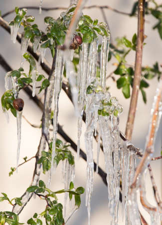 Ice on the plant in spring