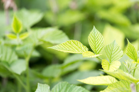 Beautiful leaves on the tree in natureの写真素材