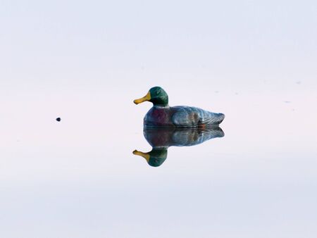 duck on the lakeの写真素材