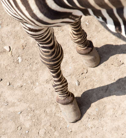 Zebra legsの写真素材