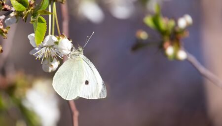 White butterfly on a white flowerの写真素材