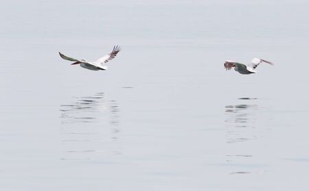 Birds fly over the surface of the waterの写真素材
