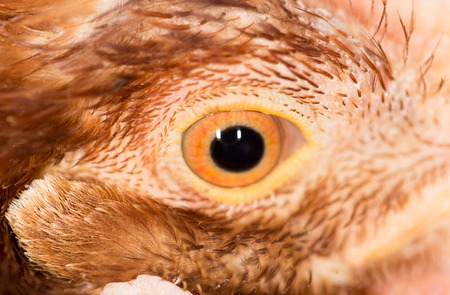 Chicken Eye Close-Upの写真素材
