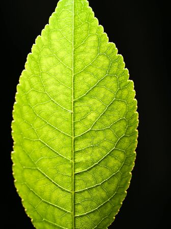 Leaves on a black の写真素材