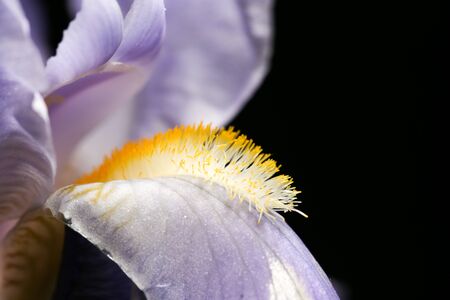 Purple flower on a black