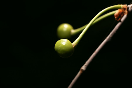 Unripe green cherry on nature. closeの写真素材