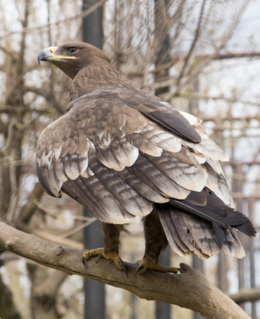 Eagle on a tree