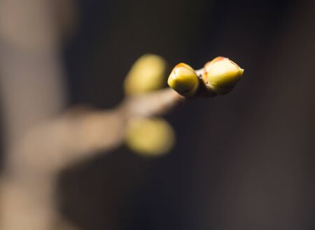Swollen buds going to burst at spring isolated on black