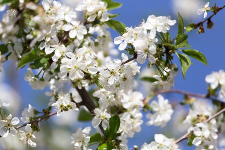 White flowers on a tree against the blue skyの写真素材