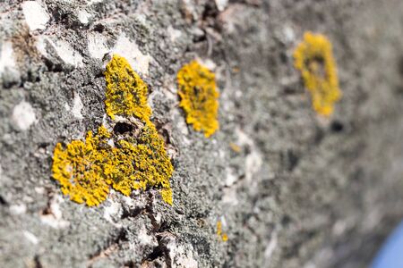 Yellow moss on the tree