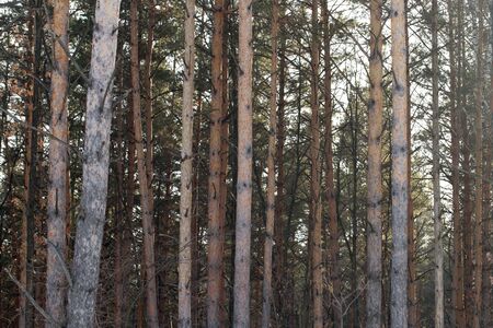 pine trunkの写真素材