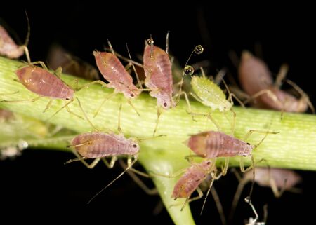 aphids on the plant. closeの写真素材
