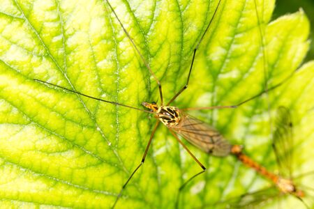 Mosquitoes make loveの写真素材