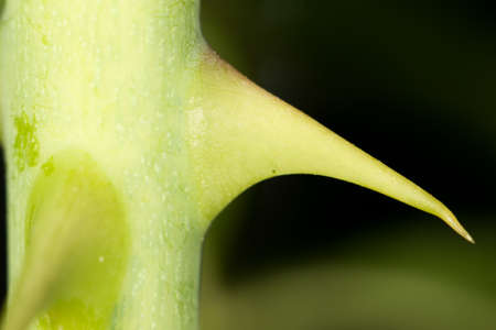 Rose thorns. close