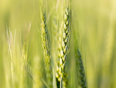 ears of wheat on the nature