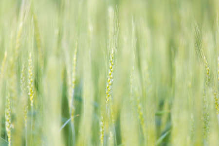 ears of wheat on the natureの写真素材