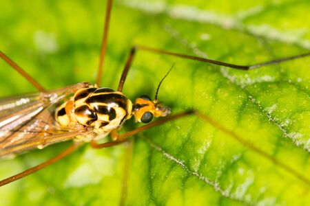 portrait of a mosquito. close