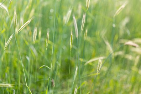ears of wheat on the natureの写真素材