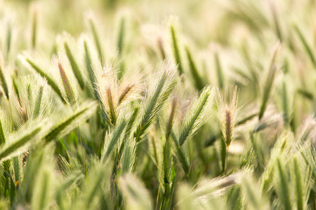 ears of wheat on the nature