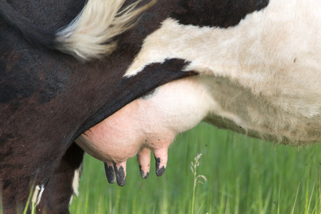 cow's udderの写真素材