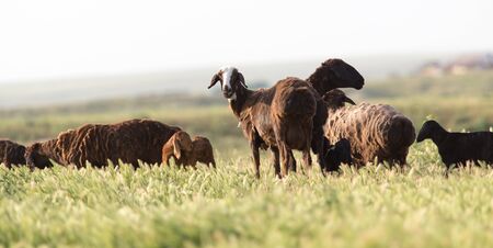 sheep in the pastureの写真素材