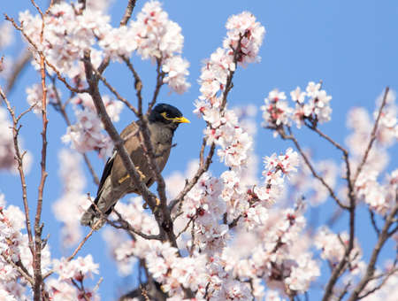 Starling on a tree with flowers